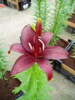 [1607 Dimension No01.JPG]